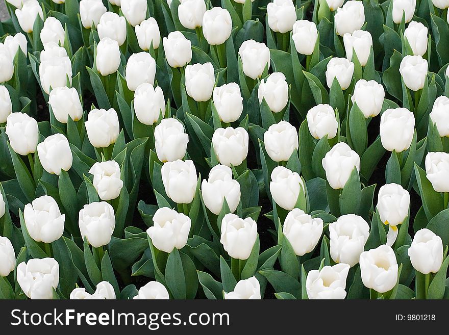 White Tulips In Keukenhoff Gardens