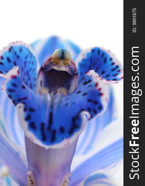 Exotic blue orchid on white