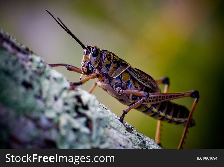 Macro photograph of a grasshopper in Jacksonville, FL.