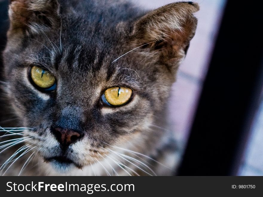 An image of a stray cat in Key West, FL. Pain, loneliness, hunger... What do you see in those eyes?