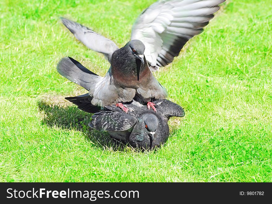 Close up of two pigeons appearing to kiss each other with their beaks. Close up of two pigeons appearing to kiss each other with their beaks