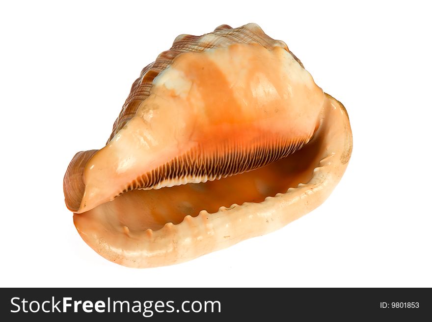 Seashell  isolated on white background