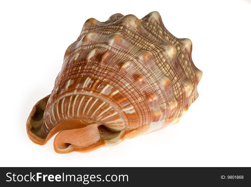 Seashell  Isolated On White Background