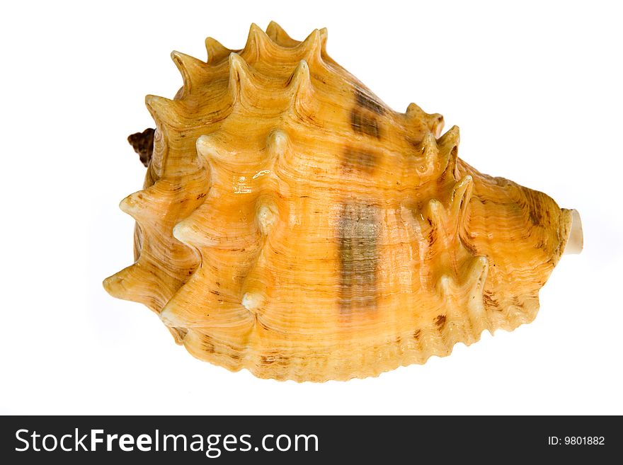 Seashell  Isolated On White Background