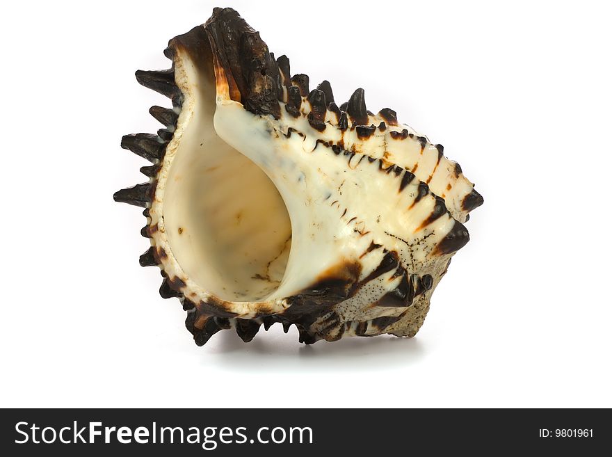 Seashell  isolated on white background