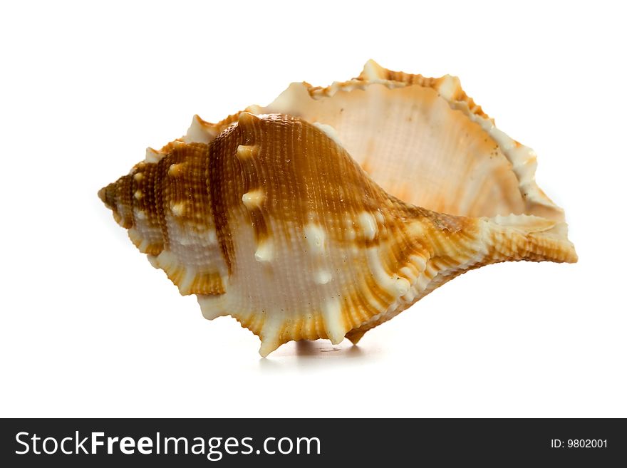 Seashell  Isolated On White Background