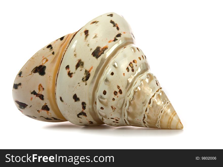 Seashell  isolated on white background