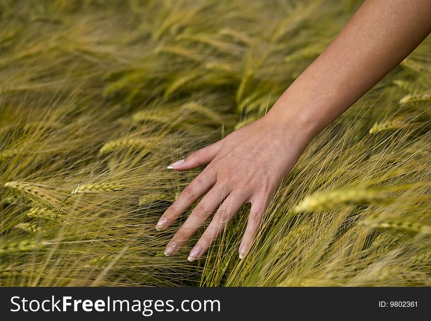 Women's hands, the background wheat ear.