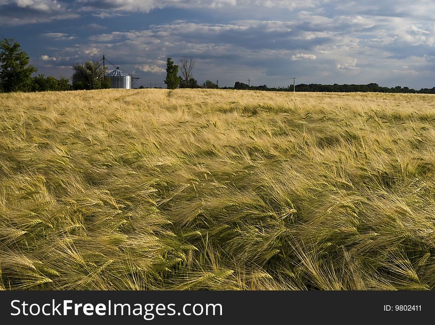 Wheat Field, cloudy blue sky.