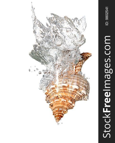 Nice shell in splashing water isolated on white background with clipping path. Nice shell in splashing water isolated on white background with clipping path