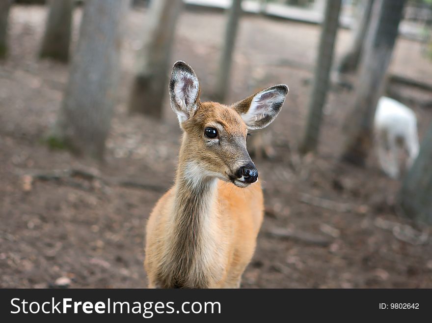 This little deer was not shy at all.