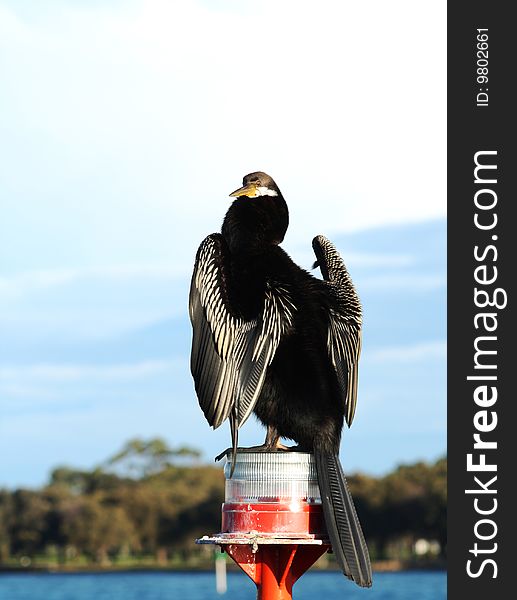 Cormorant Shag sitting on a Navigation Marker