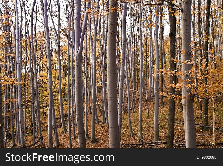 Autumn forest fall, colorful leaves. . Autumn forest fall, colorful leaves.