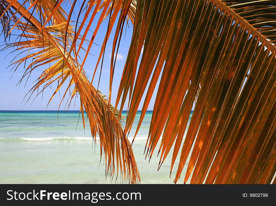 Palm branch on beach of Punta Cana, Dominican Republic