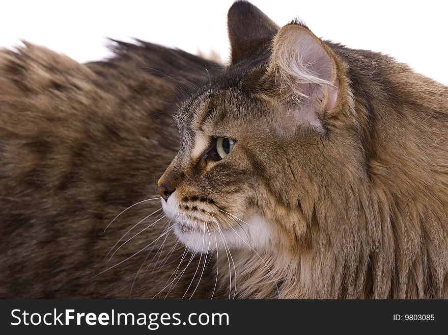 Close-up portrait of a beautiful Maine coon cat. Close-up portrait of a beautiful Maine coon cat