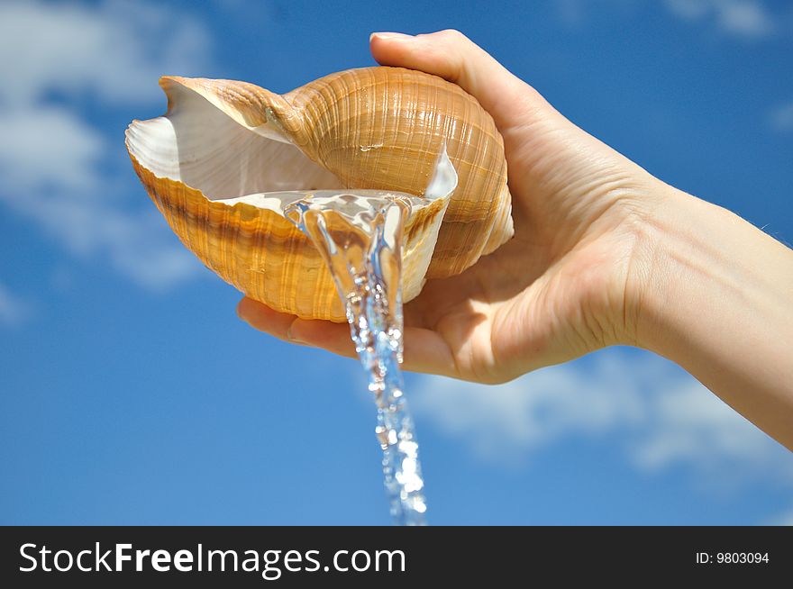 Cockleshell in a hand against the sky