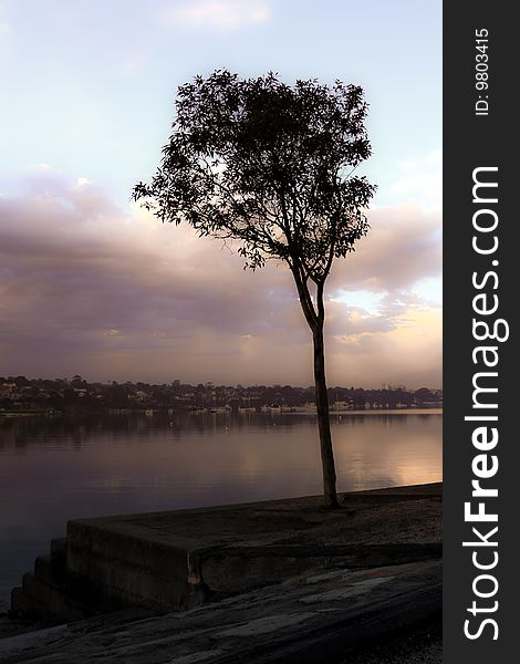 Single tree on waterfront, with gathering storm clouds. Single tree on waterfront, with gathering storm clouds.