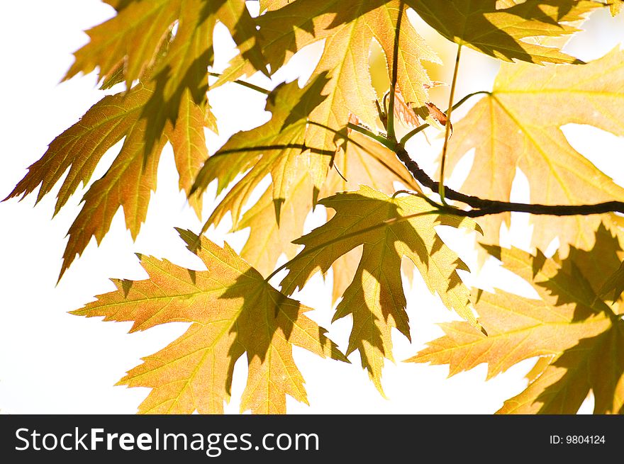 Close-up maple leaves season background