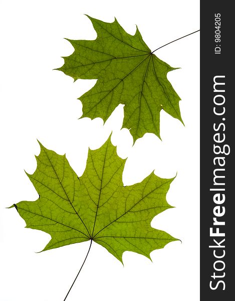 Dry green maple tree leaf on white