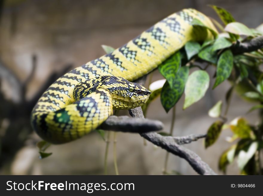 Poisonous yellow snake lying on a tree