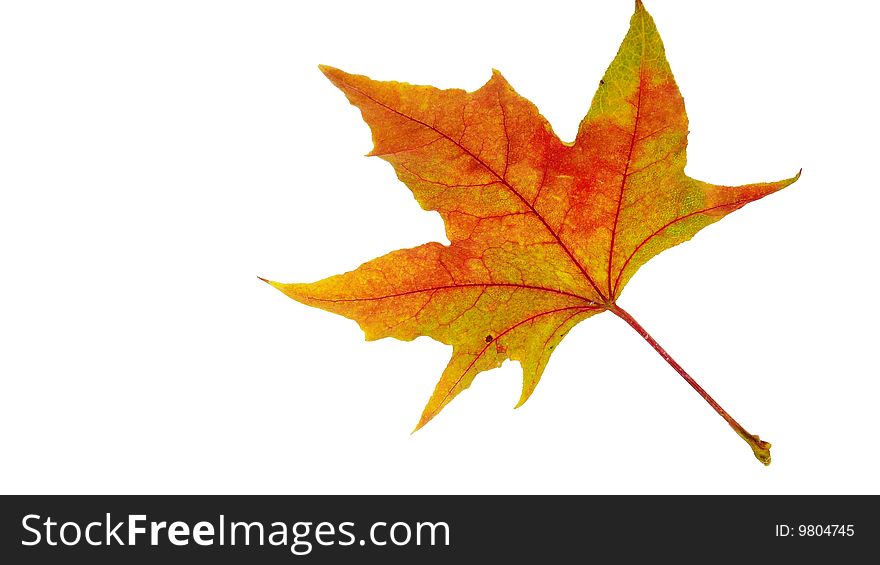 Golden leaf with a white background