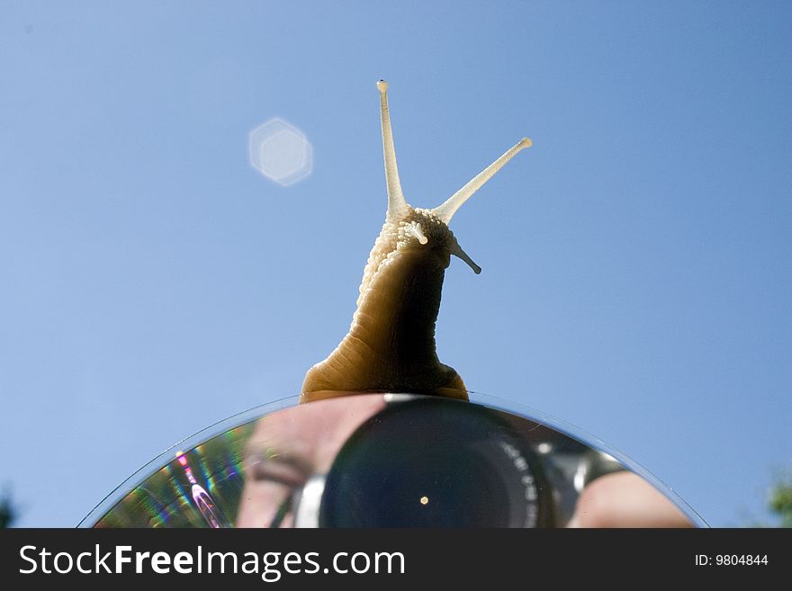 Snail climb up on cd with reflection photographer