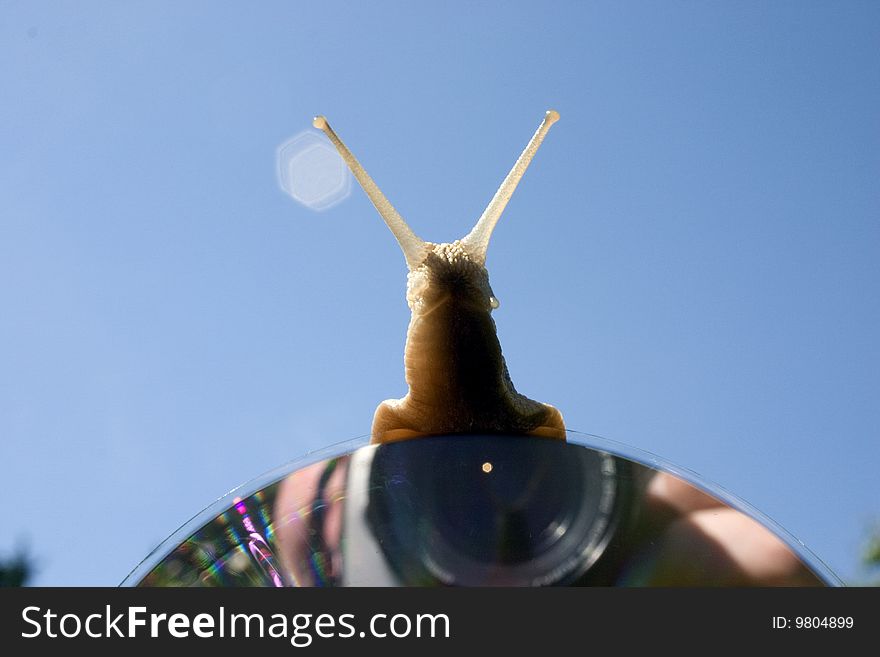 Snail climb up on cd with reflection photographer