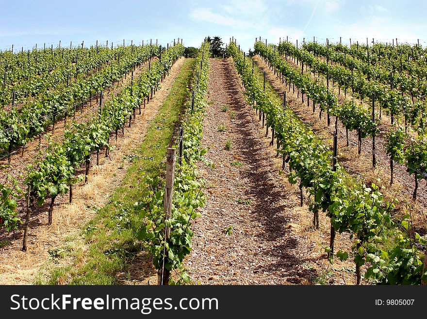 Vineyard near the oldest german city Trier. Since around 2.000 years here vine grows in old roman tradition. Vineyard near the oldest german city Trier. Since around 2.000 years here vine grows in old roman tradition.
