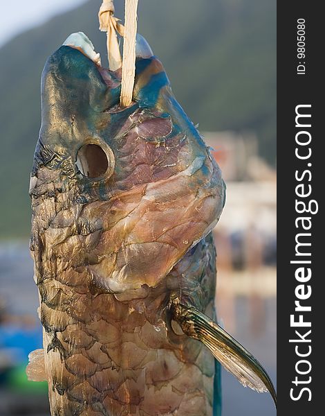 A parrot fish hung up to dry. This is from a tropical island just off Taiwan. A parrot fish hung up to dry. This is from a tropical island just off Taiwan.