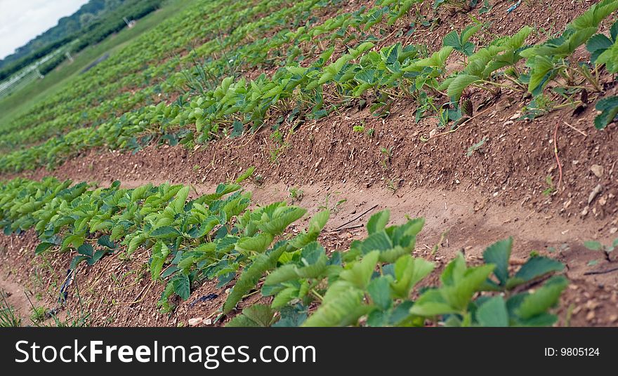 Strawberry Field