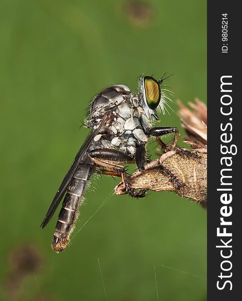 Robberfly on dry flower with green leaf. Robberfly on dry flower with green leaf