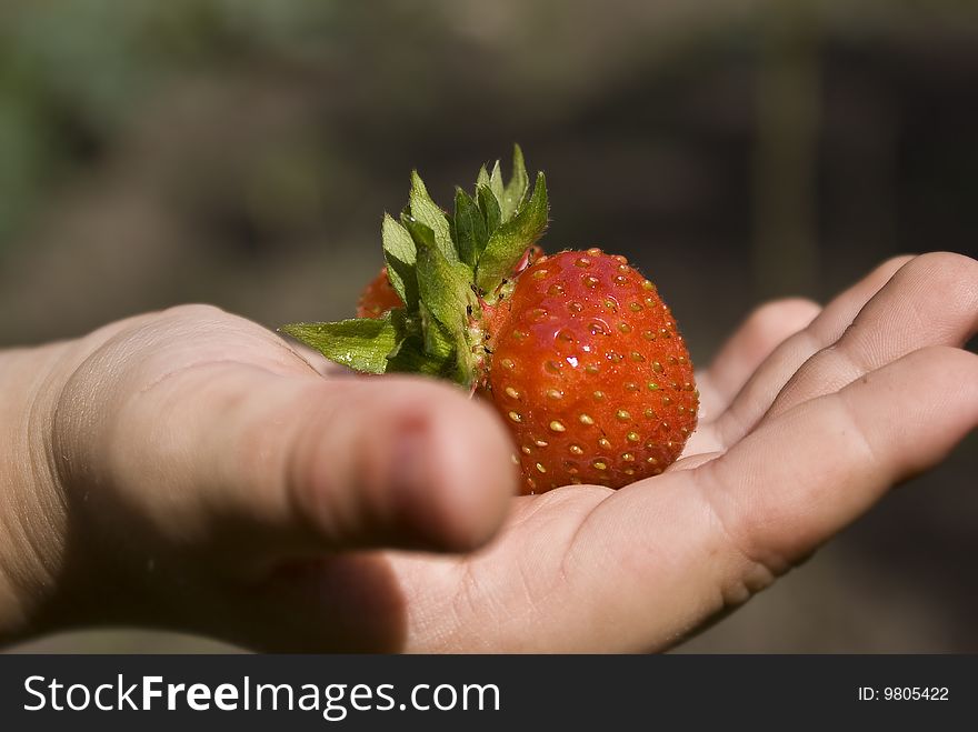 A sweet, delicious berry is a strawberry, located, on the palm of child's hand. A sweet, delicious berry is a strawberry, located, on the palm of child's hand.