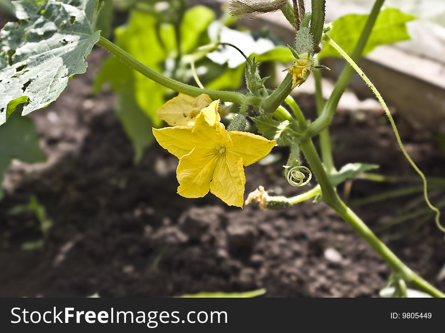 Flowering of cucumbers in a hotbed, growing of cultural plants, rural way of life