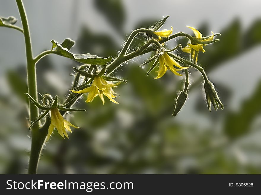 Flowering of tomatoes in a hotbed, growing of cultural plants, rural way of life. Flowering of tomatoes in a hotbed, growing of cultural plants, rural way of life