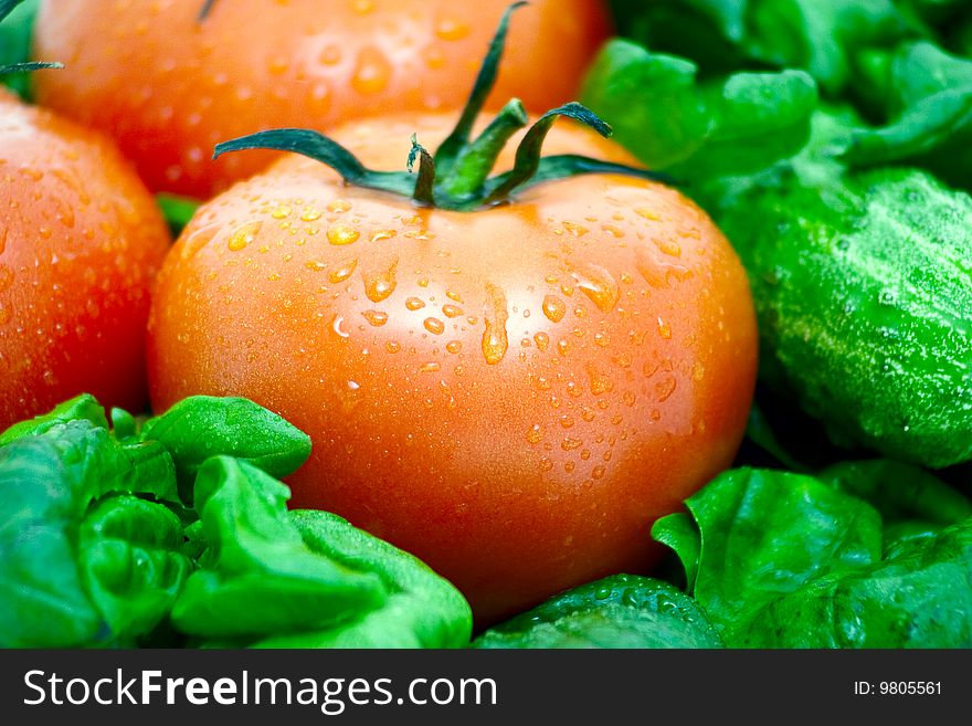 Tomato on a background of green vegetables