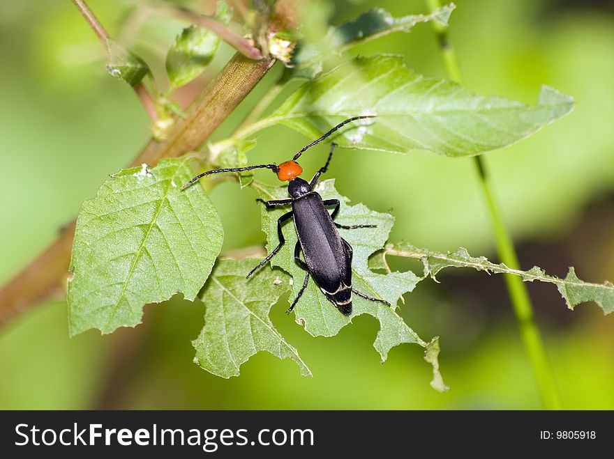 Blister beetle feed on leaf