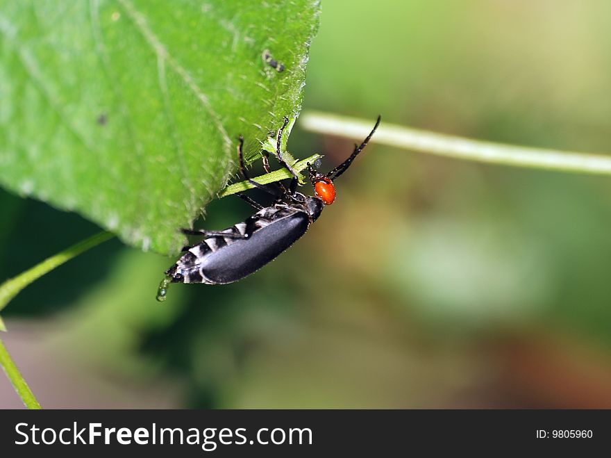 Blister beetle feed on leaf