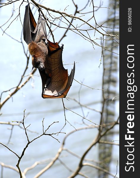Bat hanging in the tree. Bat hanging in the tree