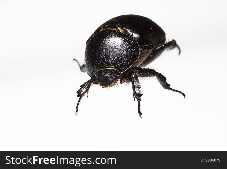 Scarab isolated on white background