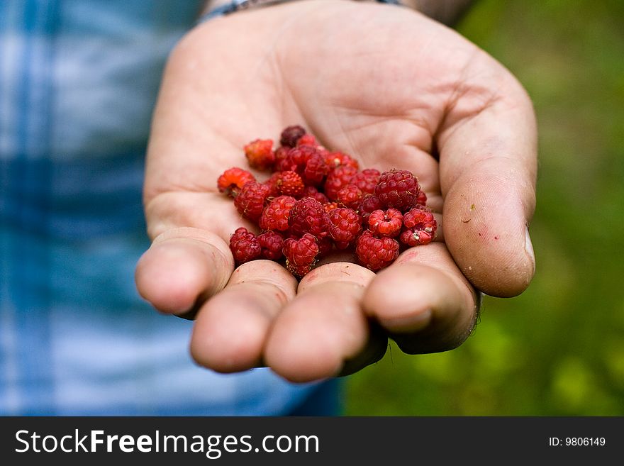Raspberries in hand