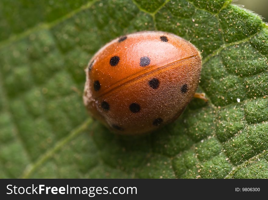 Ladybirds