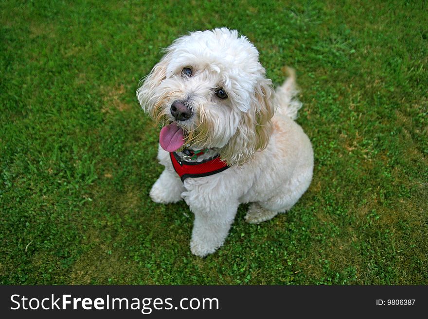 Fluffy white dog sitting on green grass. Fluffy white dog sitting on green grass