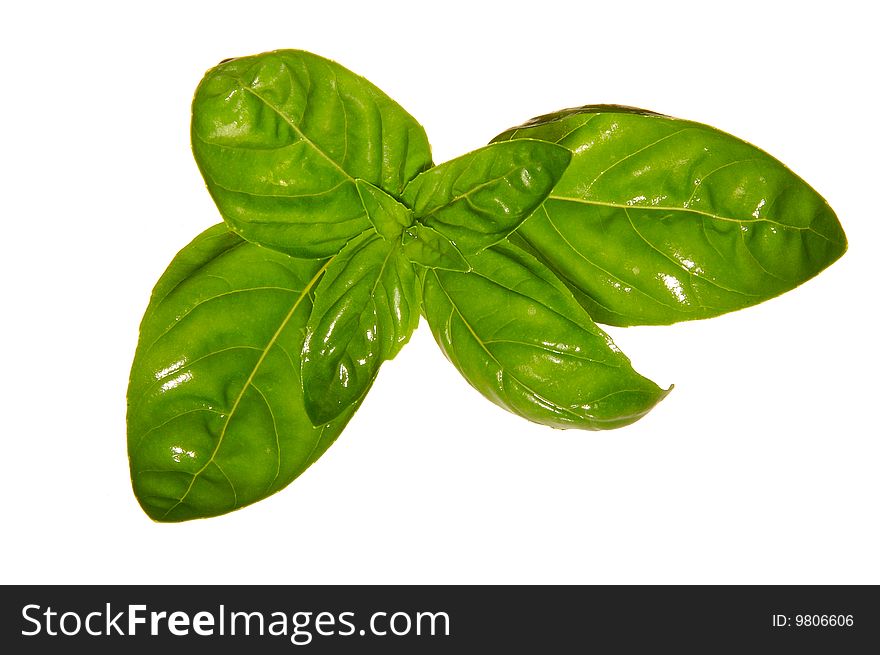 Aromatic green basil leaves for gourmet salad and other culinary uses. Aromatic green basil leaves for gourmet salad and other culinary uses.
