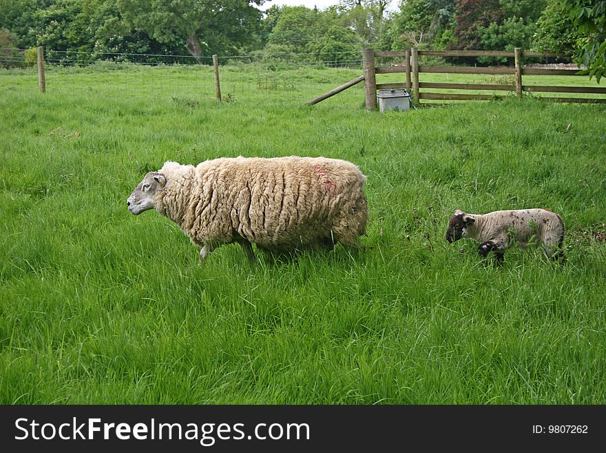 Sheep and lamb standing in grassy field