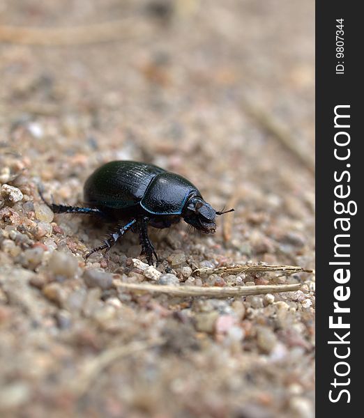 Dung-beetle (Geotrupidae) creeping along the ground. Dung-beetle (Geotrupidae) creeping along the ground