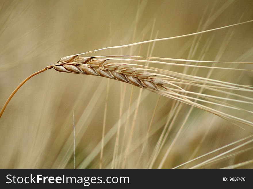Wheat, close-up, the new harvest.