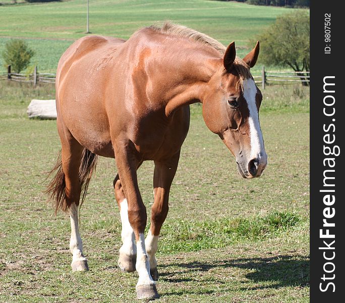 Beautiful brown horse on pasture. Beautiful brown horse on pasture