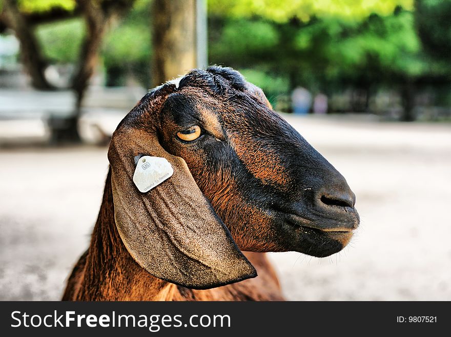 Head shot of a goat