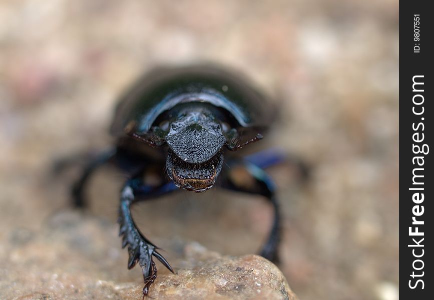 Dung-beetle creeping along the ground
front view. Dung-beetle creeping along the ground
front view