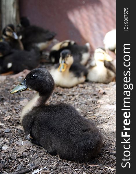 Little fluffy black ducks on a walk. Little fluffy black ducks on a walk